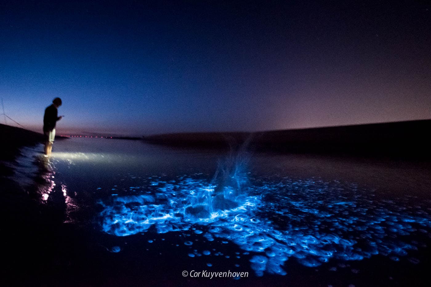 Zeevonk-Katwijk aan zee