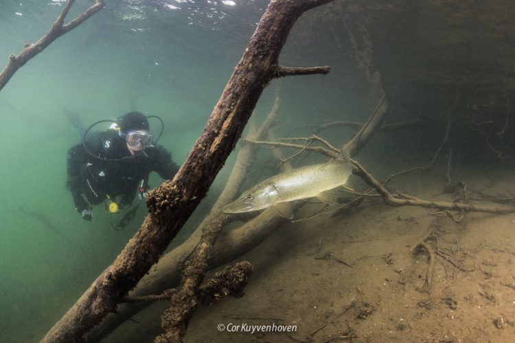 Duiker-snoek-De Beldert-Duiken Duiker-snoek-De Beldert-Duiken