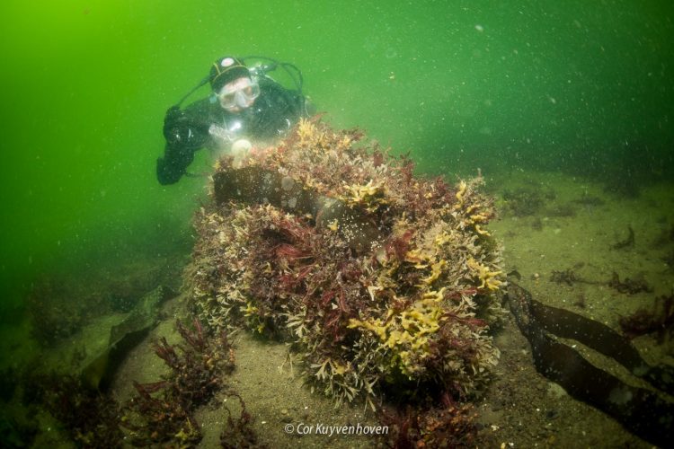 Onderwaterfotografie-Greenpeace