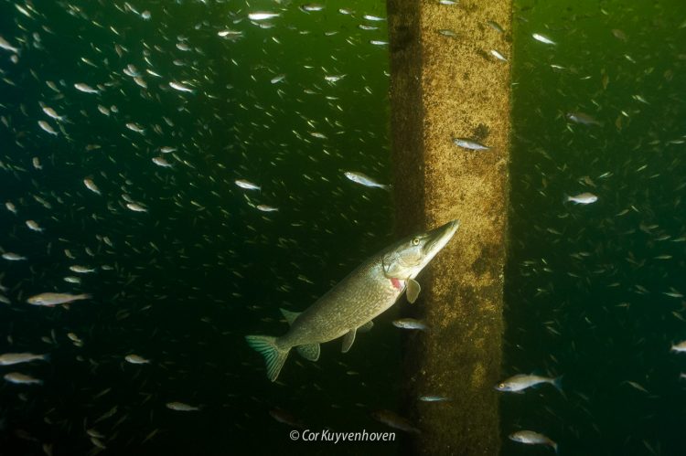 snoek aan het jagen
