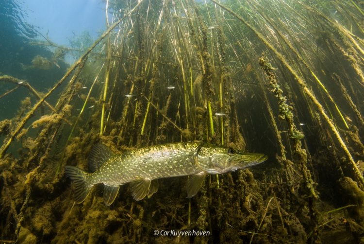 Snoek in rietkraag
